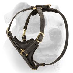 Elegant Leather Padded American Bulldog Harness (image for) Elegant Leather Padded American Bulldog Harness
