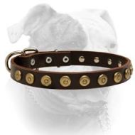Leather Collar With Imitated Metal Buttons Decoration For American Bulldog (image for) Leather Collar With Imitated Metal Buttons Decoration For American Bulldog