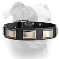 Gorgeous Looking Design Leather American Bulldog Collar With Nickel Plates (image for) Gorgeous Looking Design Leather American Bulldog Collar With Nickel Plates