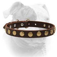 Brass Drops Decorative Leather Collar (image for) Brass Drops Decorative Leather Collar