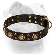 Leather American Bulldog Collar With Bright Mix of Brass Decorations (image for) Leather American Bulldog Collar With Bright Mix of Brass Decorations