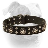Leather American Bulldog Collar With Mix of Bright Decorations (image for) Leather American Bulldog Collar With Mix of Bright Decorations