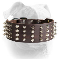 Leather American Bulldog Collar with Studs and Spikes (image for) Leather American Bulldog Collar with Studs and Spikes