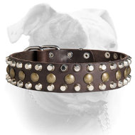 Custom Studded Leather Dog Collar for American Bulldog (image for) Custom Studded Leather Dog Collar for American Bulldog
