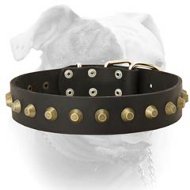 Fancy extra wide leather American Bulldog collar (image for) Fancy extra wide leather American Bulldog collar