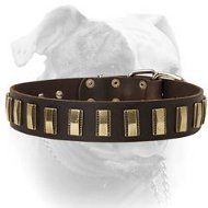 Luxury style leather American Bulldog collar with brass plates (image for) Luxury style leather American Bulldog collar with brass plates