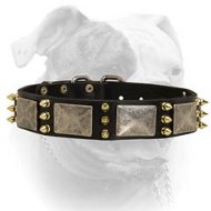 Spiked leather collar with massive nickel plates for American Bulldog (image for) Spiked leather collar with massive nickel plates for American Bulldog