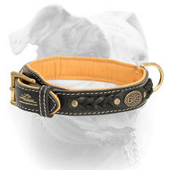 Classy Braided Nappa Leather American Bulldog Collar (image for) Classy Braided Nappa Leather American Bulldog Collar