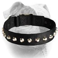 1 Row Studs Dog Collar-1 1/4" for American Bulldog (image for) 1 Row Studs Dog Collar-1 1/4" for American Bulldog
