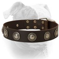 Gorgeous extra wide leather American Bulldog collar (image for) Gorgeous extra wide leather American Bulldog collar