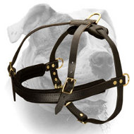 New Generation Training Leather Dog Harness For the American Bulldog (image for) New Generation Training Leather Dog Harness For the American Bulldog