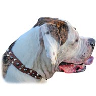 Wide Studded Leather Collar For American Bulldog (image for) Wide Studded Leather Collar For American Bulldog