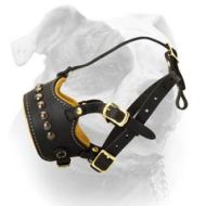Lovely Studded Muzzle For American Bulldog (image for) Lovely Studded Muzzle For American Bulldog