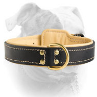 Royal Nappa Padded Leather Collar for American Bulldog (image for) Royal Nappa Padded Leather Collar for American Bulldog