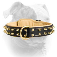 Royal Nappa padded leather collar with brass spikes for American Bulldog (image for) Royal Nappa padded leather collar with brass spikes for American Bulldog