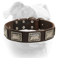 Gorgeous walking leather American Bulldog collar (image for) Gorgeous walking leather American Bulldog collar