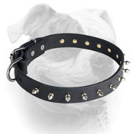 Elegant leather American Bulldog collar with 1 row of nickel spikes (image for) Elegant leather American Bulldog collar with 1 row of nickel spikes