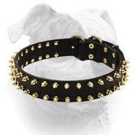 Luxury spiked leather collar for American Bulldog (image for) Luxury spiked leather collar for American Bulldog