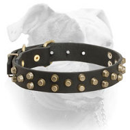 Comfortable leather American Bulldog collar with brass pyramids (image for) Comfortable leather American Bulldog collar with brass pyramids