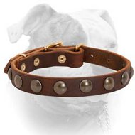 Stunning design leather American Bulldog collar with half-ball studs (image for) Stunning design leather American Bulldog collar with half-ball studs
