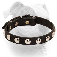 No-ordinary style studded leather American Bulldog collar (image for) No-ordinary style studded leather American Bulldog collar
