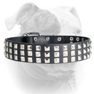 Silver Pyramid Leather Collar for American Bulldog (image for) Silver Pyramid Leather Collar for American Bulldog