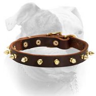 Handmade luxury leather American Bulldog collar with 1 row of spikes (image for) Handmade luxury leather American Bulldog collar with 1 row of spikes