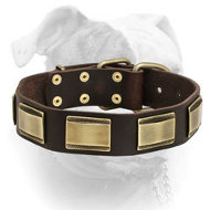 Designer Leather Collar With Brass Plates for American Bulldog (image for) Designer Leather Collar With Brass Plates for American Bulldog