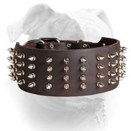 Handmade leather American Bulldog collar with silver-like spikes (image for) Handmade leather American Bulldog collar with silver-like spikes