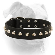 Comfy elegant leather American Bulldog collar with cones (image for) Comfy elegant leather American Bulldog collar with cones