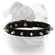 Elegant spiked leather American Bulldog collar (image for) Elegant spiked leather American Bulldog collar