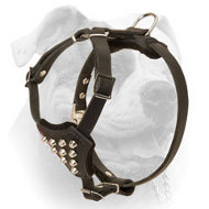 Soft leather American Bulldog puppy harness with cones (image for) Soft leather American Bulldog puppy harness with cones