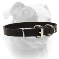 Traditional Buckled Leather Collar for American Bulldog (image for) Traditional Buckled Leather Collar for American Bulldog