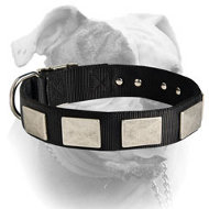 Gorgeous nylon collar with vintage nickel plates for American Bulldog (image for) Gorgeous nylon collar with vintage nickel plates for American Bulldog