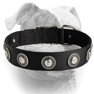 Luxury decorated nylon American Bulldog collar (image for) Luxury decorated nylon American Bulldog collar