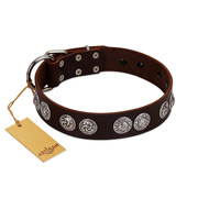 "High and Mighty" FDT Artisan Classy Brown Leather American Bulldog Collar with Embellished Brooches (image for) "High and Mighty" FDT Artisan Classy Brown Leather American Bulldog Collar with Embellished Brooches