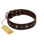 "Pure Sensation" Exclusive FDT Artisan Brown Leather American Bulldog Collar with Fancy Brooches and Studs (image for) "Pure Sensation" Exclusive FDT Artisan Brown Leather American Bulldog Collar with Fancy Brooches and Studs