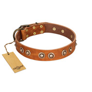 "Precious Relic" FDT Artisan Tan Leather American Bulldog Collar Adorned with Old Bronze Look Studs (image for) "Precious Relic" FDT Artisan Tan Leather American Bulldog Collar Adorned with Old Bronze Look Studs