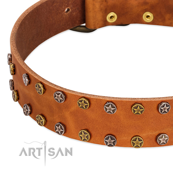 Fancy walking full grain leather dog collar with significant studs