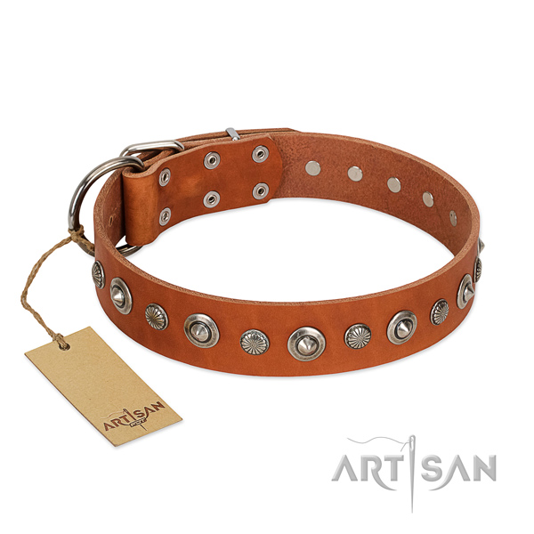Finest quality full grain natural leather dog collar with trendy adornments