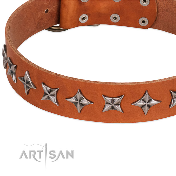 Comfortable wearing studded dog collar of strong leather