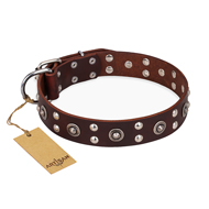 "Pirate Treasure" FDT Artisan Exciting Brown Leather American Bulldog Collar with Studs (image for) "Pirate Treasure" FDT Artisan Exciting Brown Leather American Bulldog Collar with Studs