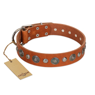 "Natural Beauty" FDT Artisan Tan Leather American Bulldog Collar with Shining Silver-like Studs (image for) "Natural Beauty" FDT Artisan Tan Leather American Bulldog Collar with Shining Silver-like Studs