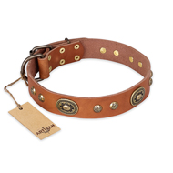 "Stunning Dress" FDT Artisan Tan Leather American Bulldog Collar with Old Bronze Look Plates and Studs (image for) "Stunning Dress" FDT Artisan Tan Leather American Bulldog Collar with Old Bronze Look Plates and Studs