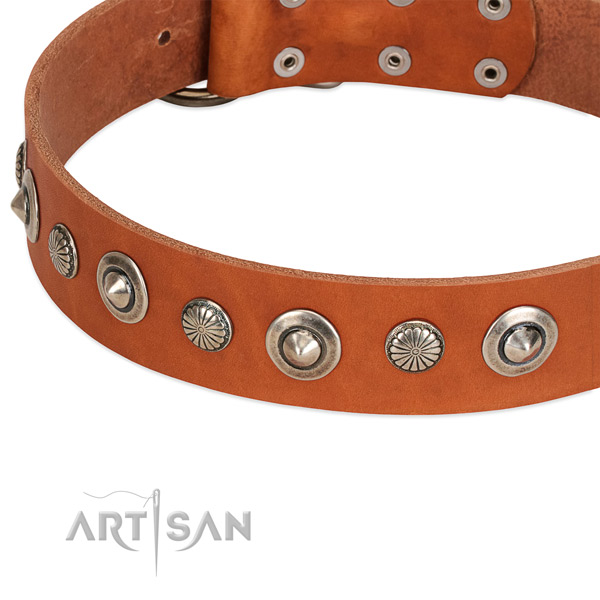 Exquisite studded dog collar of quality full grain natural leather