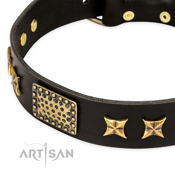 Full grain leather collar with corrosion resistant fittings for your stylish canine