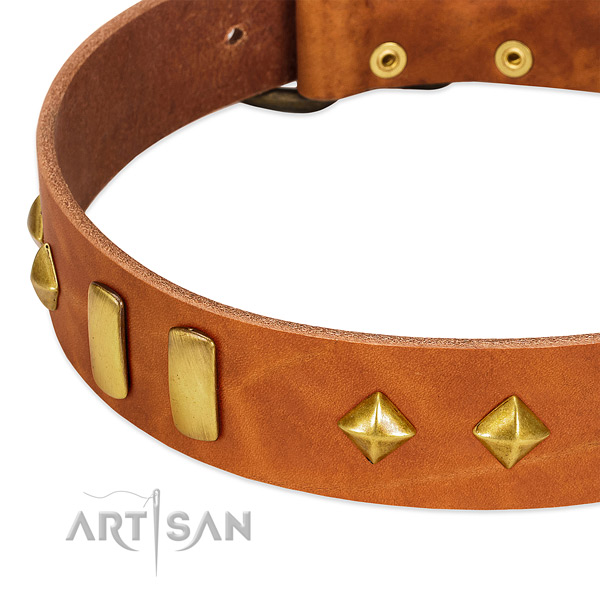 Daily walking full grain leather dog collar with stylish embellishments