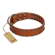 "Star Light" Stylish FDT Artisan Tan Leather American Bulldog Collar with Silver-Like Studs (image for) "Star Light" Stylish FDT Artisan Tan Leather American Bulldog Collar with Silver-Like Studs