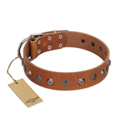 "Silver Age" Fashionable FDT Artisan Tan Leather American Bulldog Collar with Silver-Like Studs (image for) "Silver Age" Fashionable FDT Artisan Tan Leather American Bulldog Collar with Silver-Like Studs