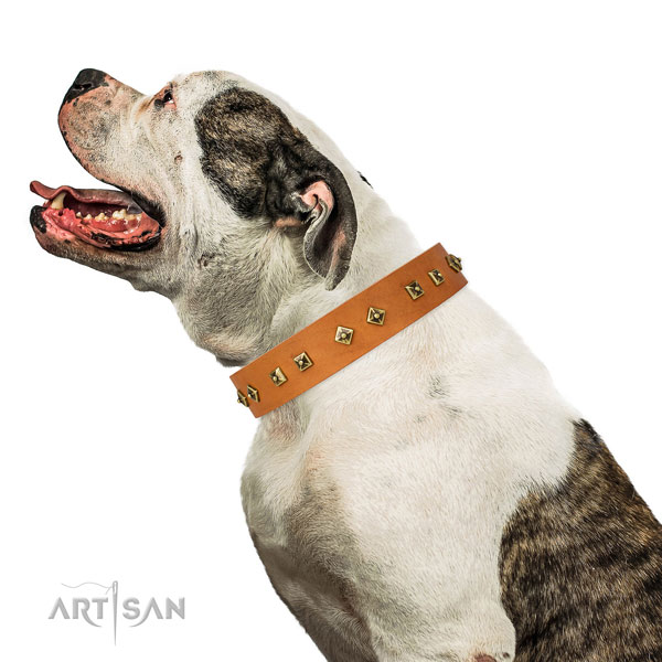 Designer embellishments on everyday use dog collar